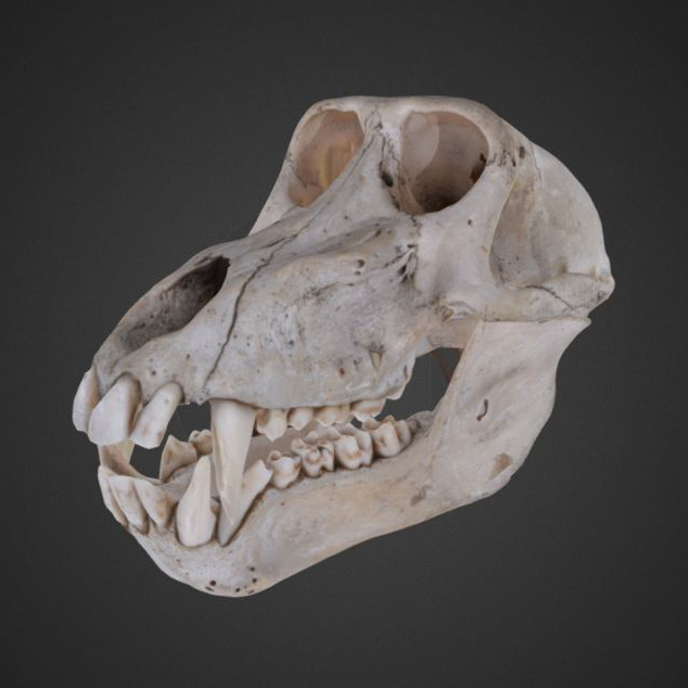 Skull of a baboon with large canine teeth