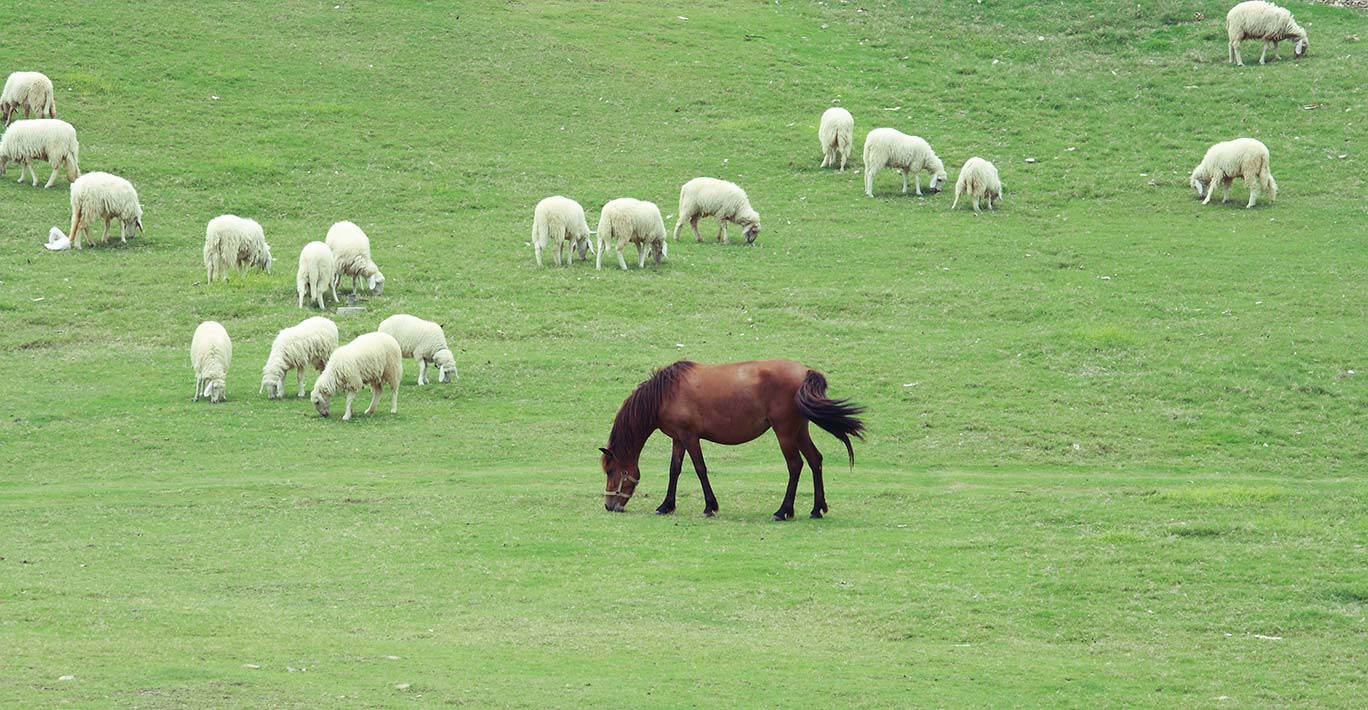 A horse grazing on grass in a field with sheep.