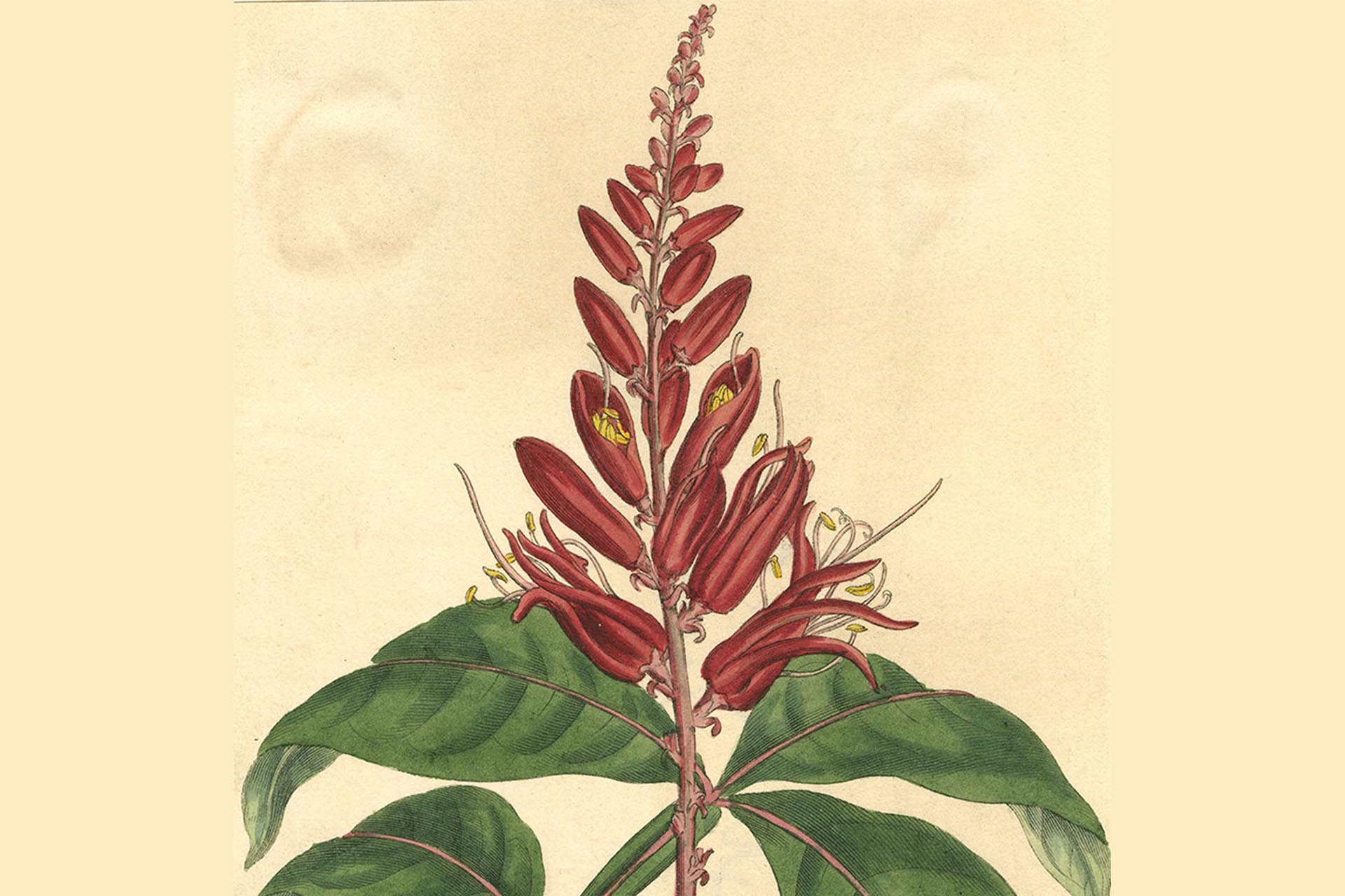 Print of Amora flower from World Museum Liverpool