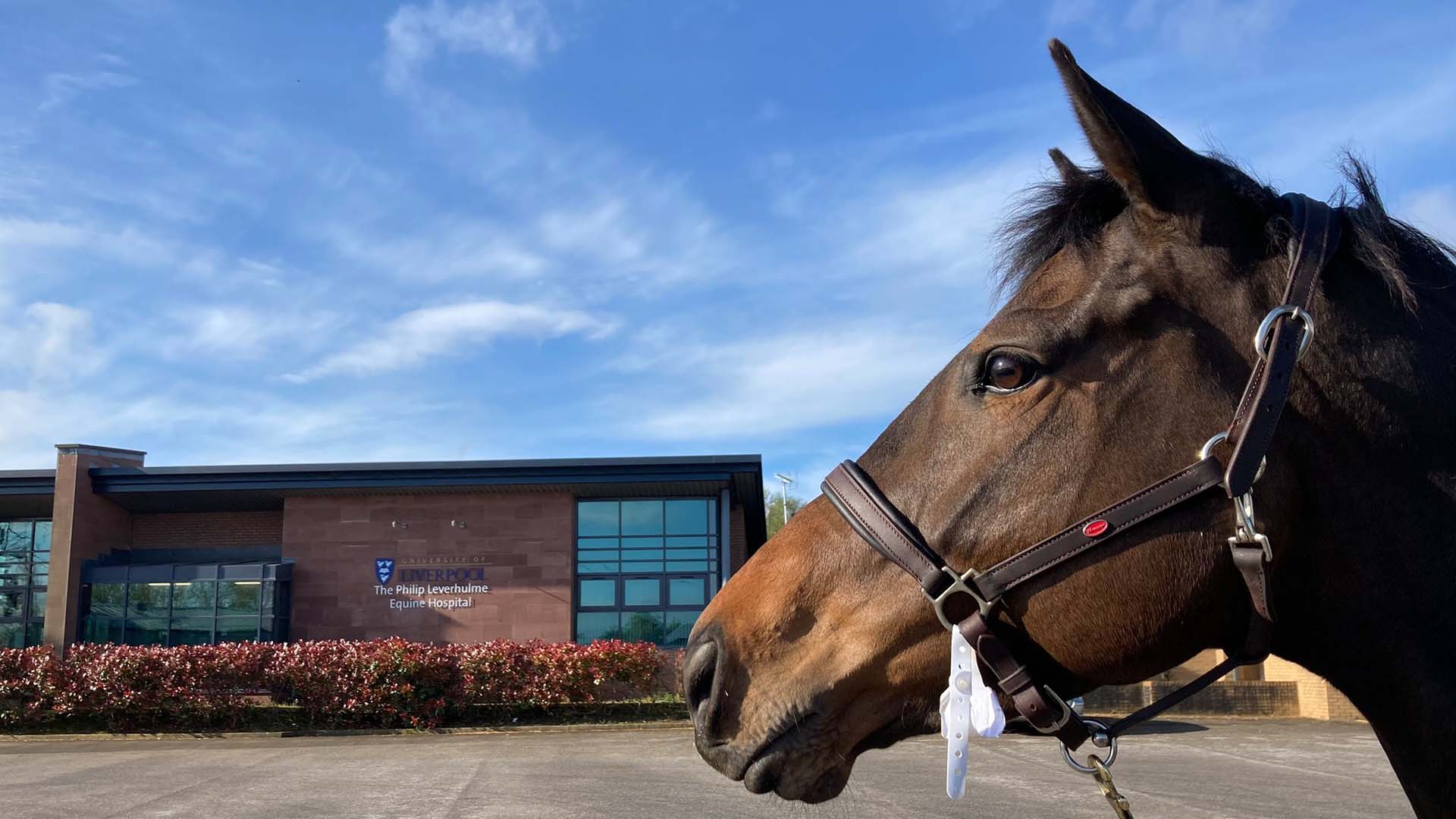 Horse in front of a equine hospital