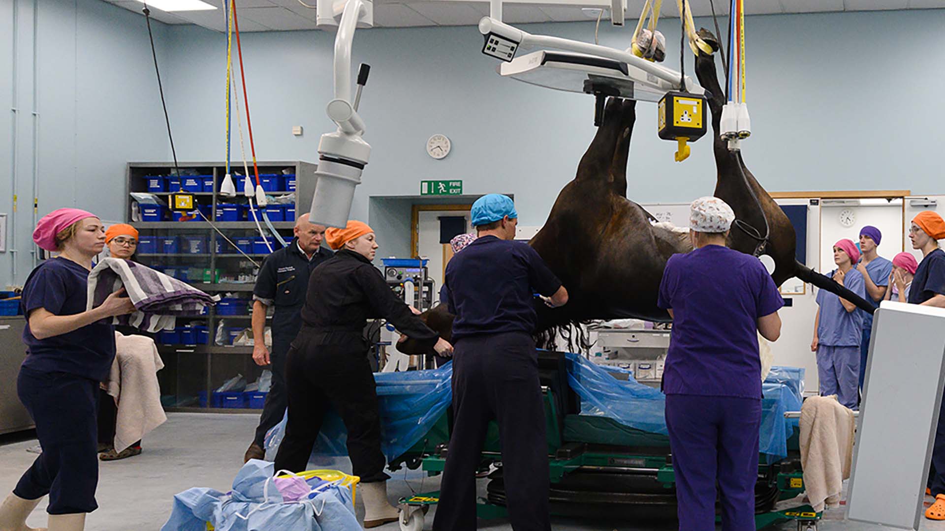 veterinary surgeons operating on a horse