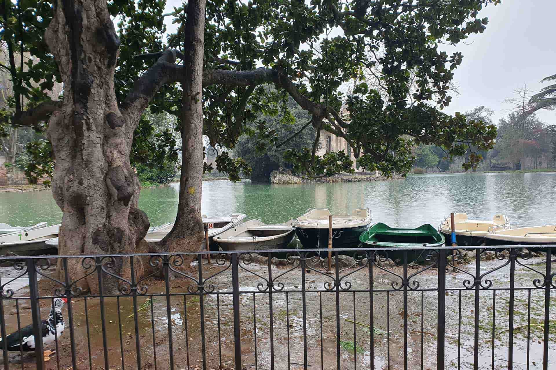 A tree lined body of water, with boats moored up at the side