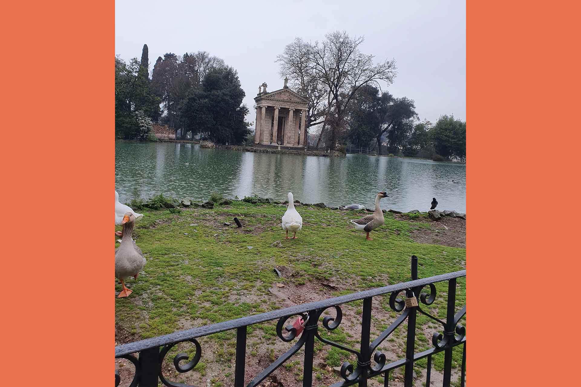 A park with trees and grass with a body of water in the background, 4 geese stand on a grassy area in front