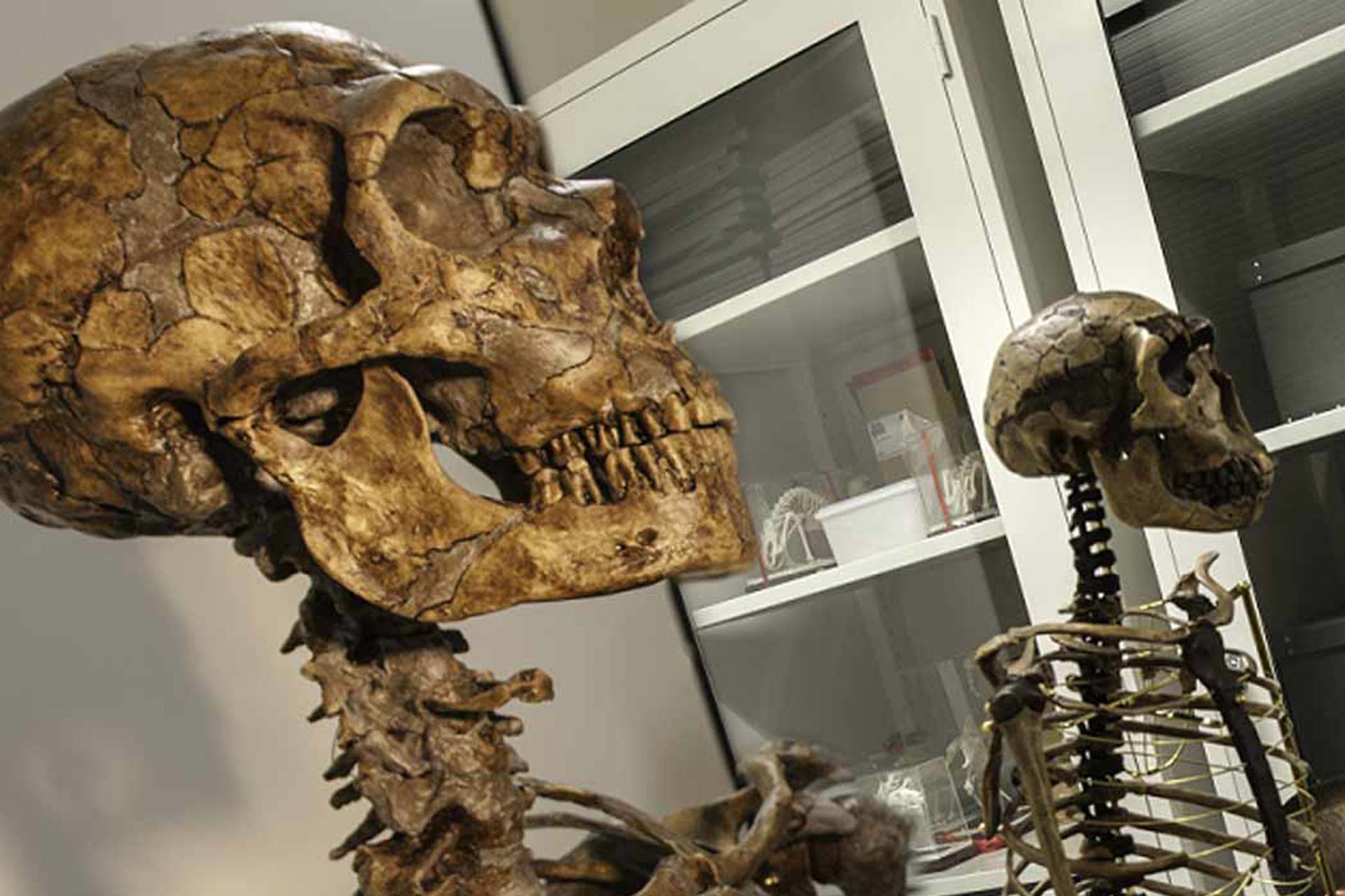 Two old skulls on skeletons that look related to human beings