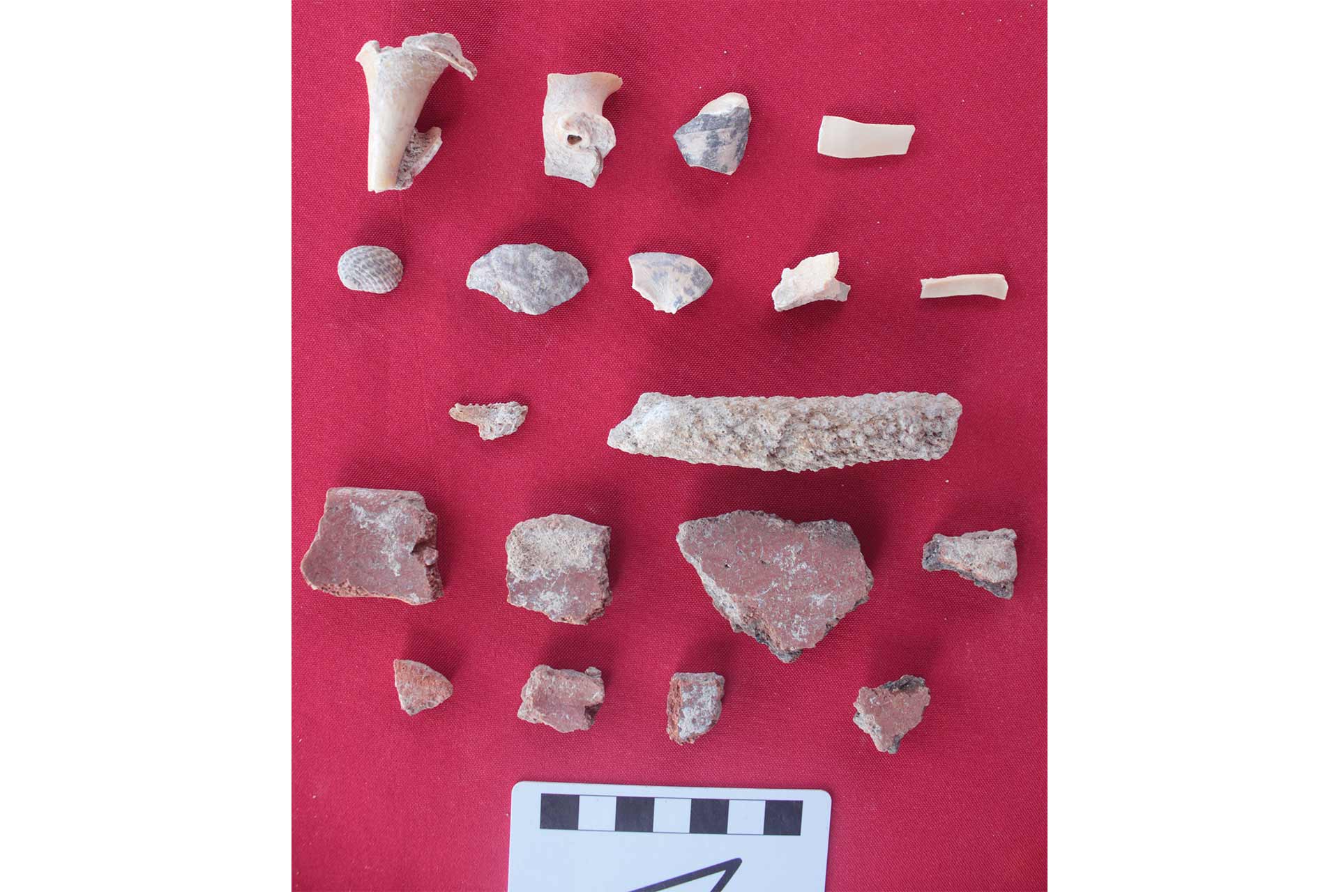 Shell and coral remains together with ceramic shards laid out flat on a table