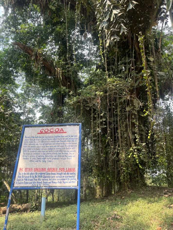 Large tree with any vines hanging from it. In front is sign reading 