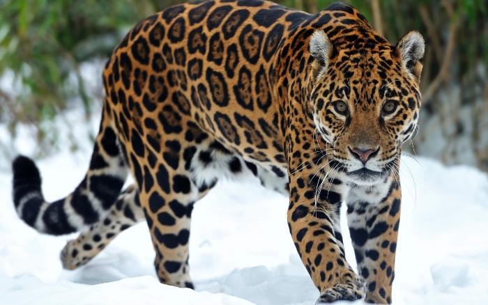 Jaguar