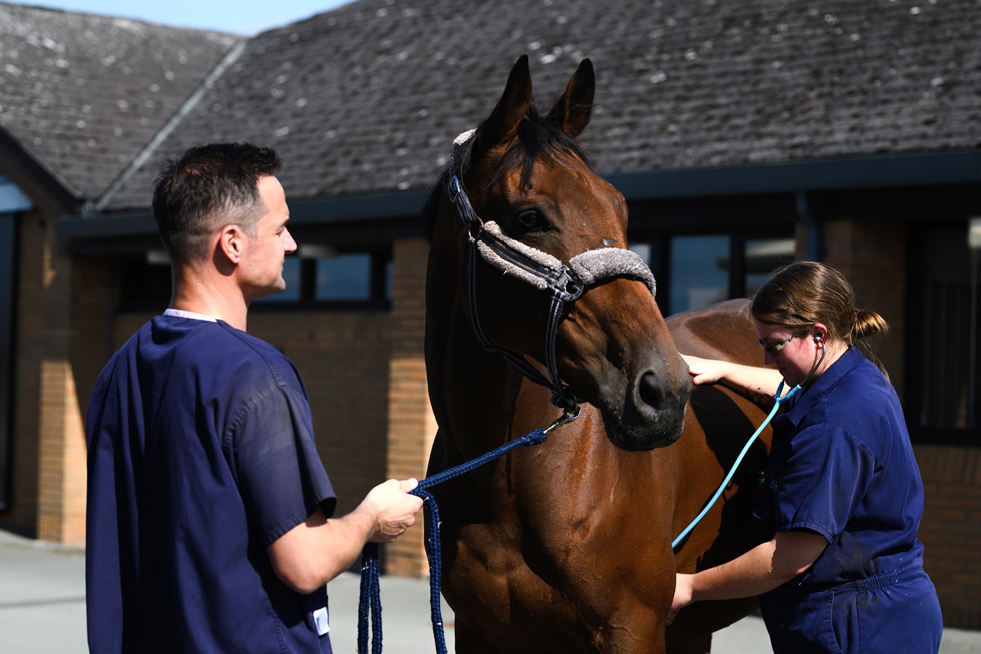 Vet examining horse