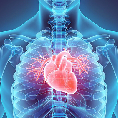 Animated heart xray image
