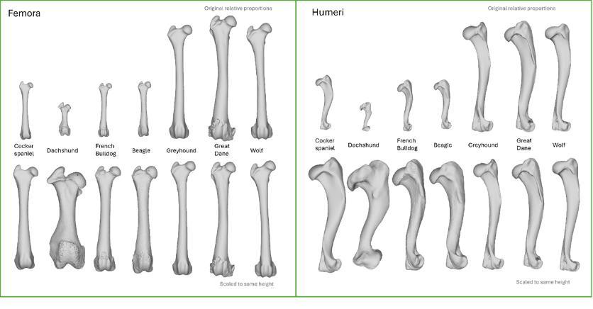 Femora and humeri for six of the breeds of interest compared with the wolf Canis lupus