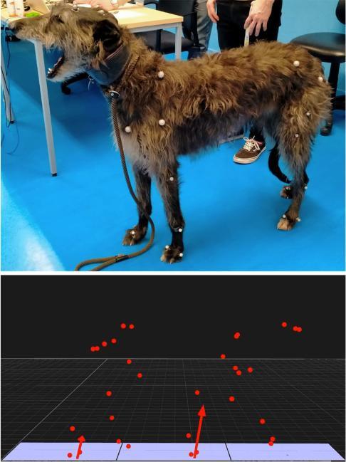 image of Irish wolfhound with graphic below showing motion capture marker points