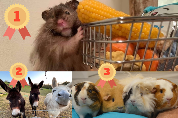 Collage of 3 photographs of donkeys, hamsters and a gerbil with rosettes to show who came 1st, 2nd and 3rd