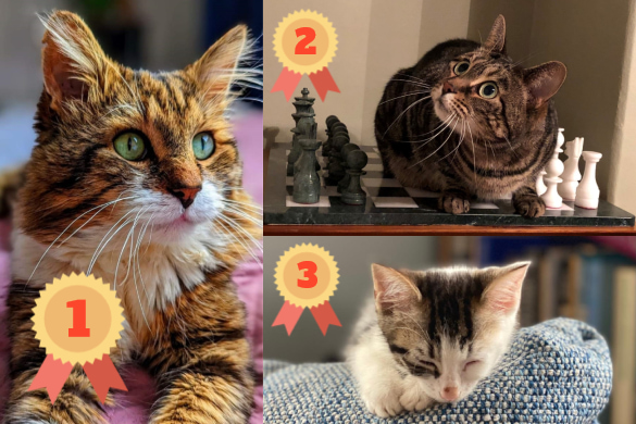 Collage of 3 photographs of different cats with rosettes to show who came 1st, 2nd and 3rd