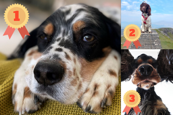 Collage of 3 photographs of different dogs with rosettes to show who came 1st, 2nd and 3rd