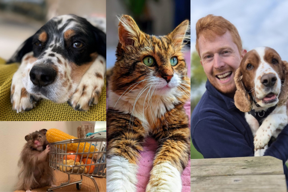 Collages of a cat, dog, gerbil and an owner who likes their dog