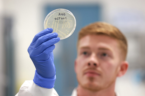 scientist looking at petri dish