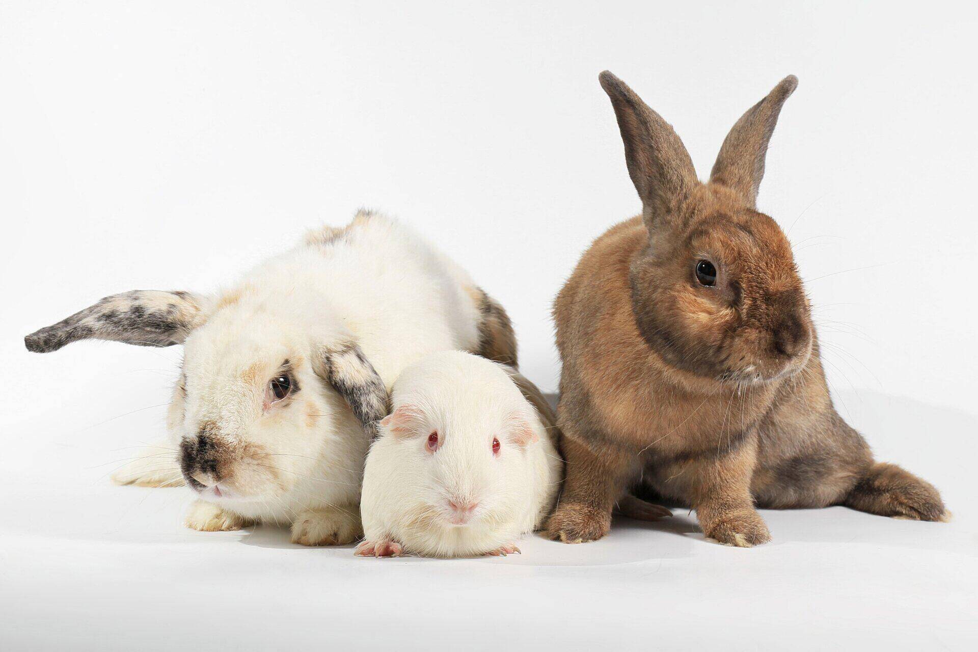 An image of two rabbits and a guinea pig against a white background