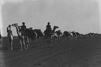 A black and white photo of people riding camels