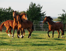 A group of horses together in a field