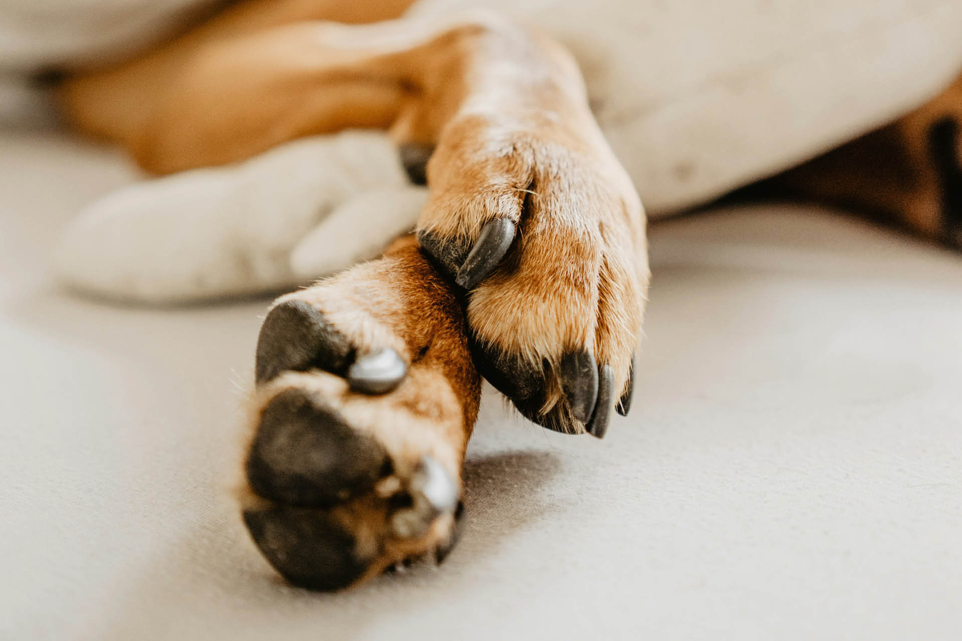 Dog paws under a blanket