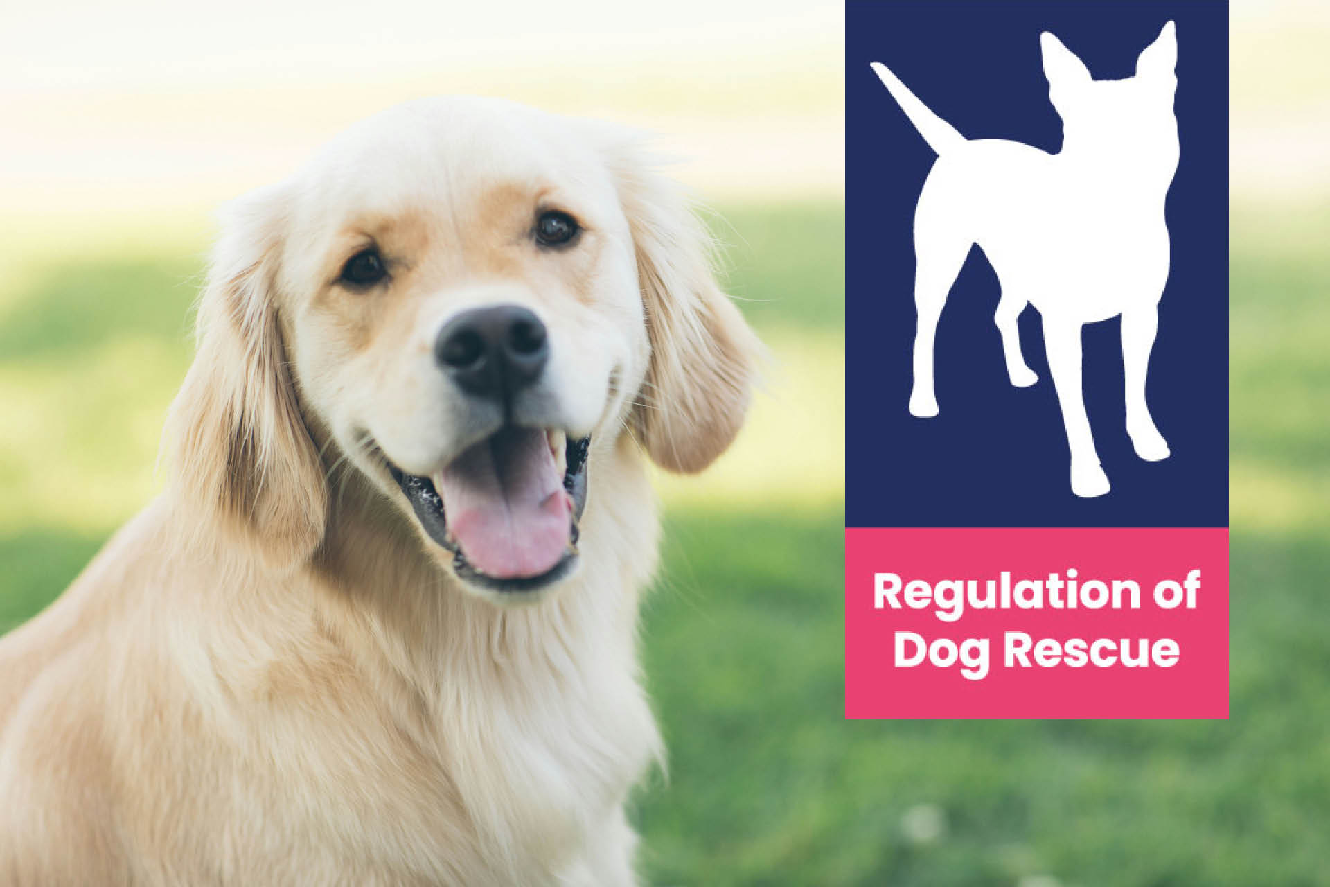 A smiling dog with the regulation of dog rescue logo overlay.