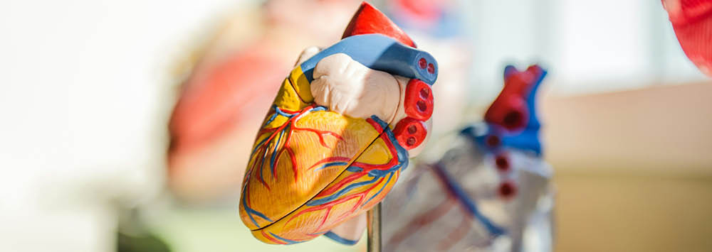 A model of a heart.