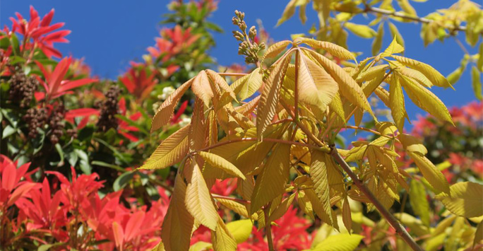 Yellow and brown leaves against a blue sky.