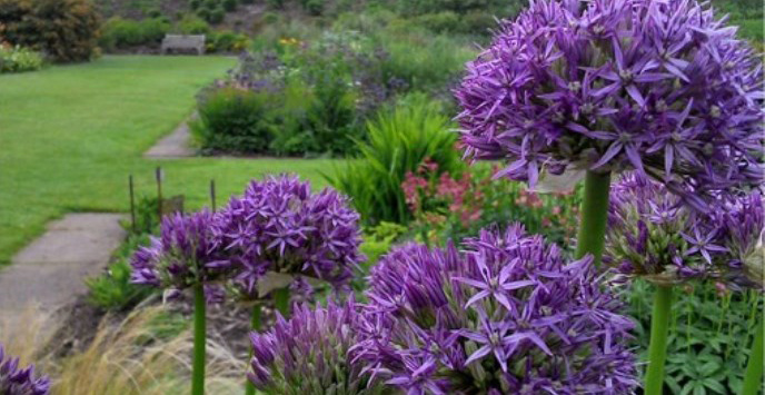 Purple round flowers on the herbaceous borders