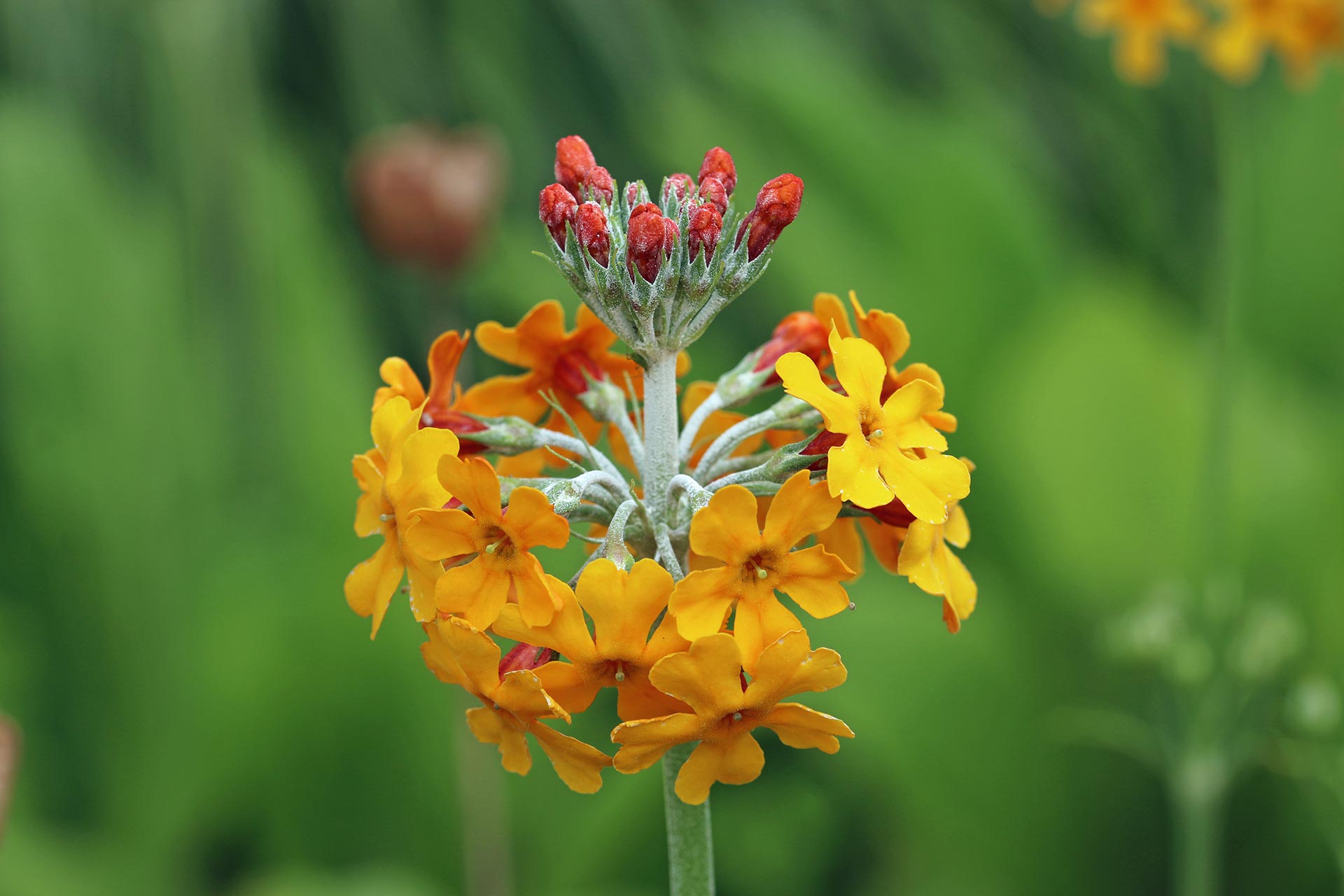 Yellow and orange candelabra primrose flowers in close up with a blurred background of leaves.