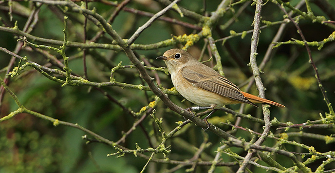 Common redstart perched on a twig.