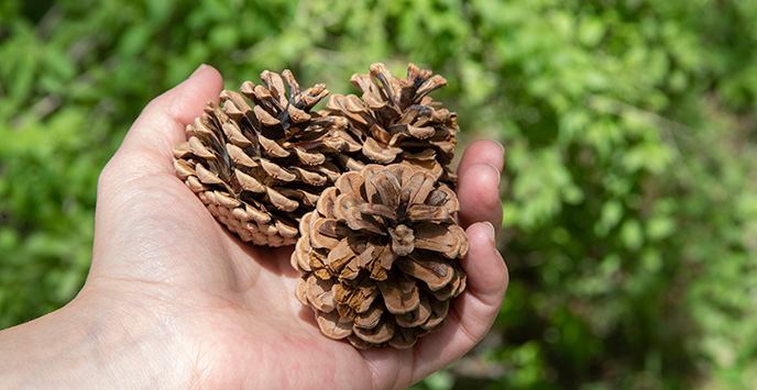 A hand holding three pine cones.