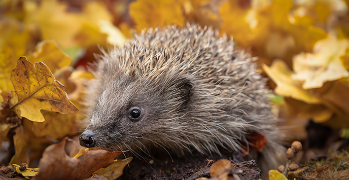 A hedgehog in autumnal foliage.