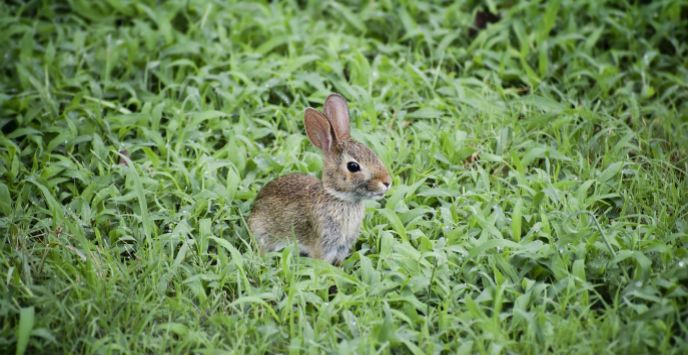 A rabbit sits in the middle of an area of grass.