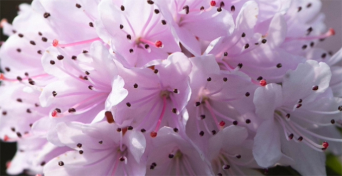 Close-up of bright rhododendron flowers