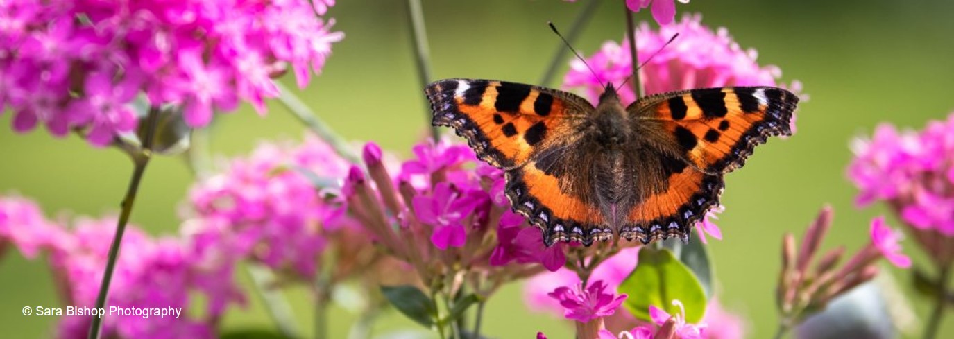 Small Tortoiseshell butterfly sat on a verbena flower