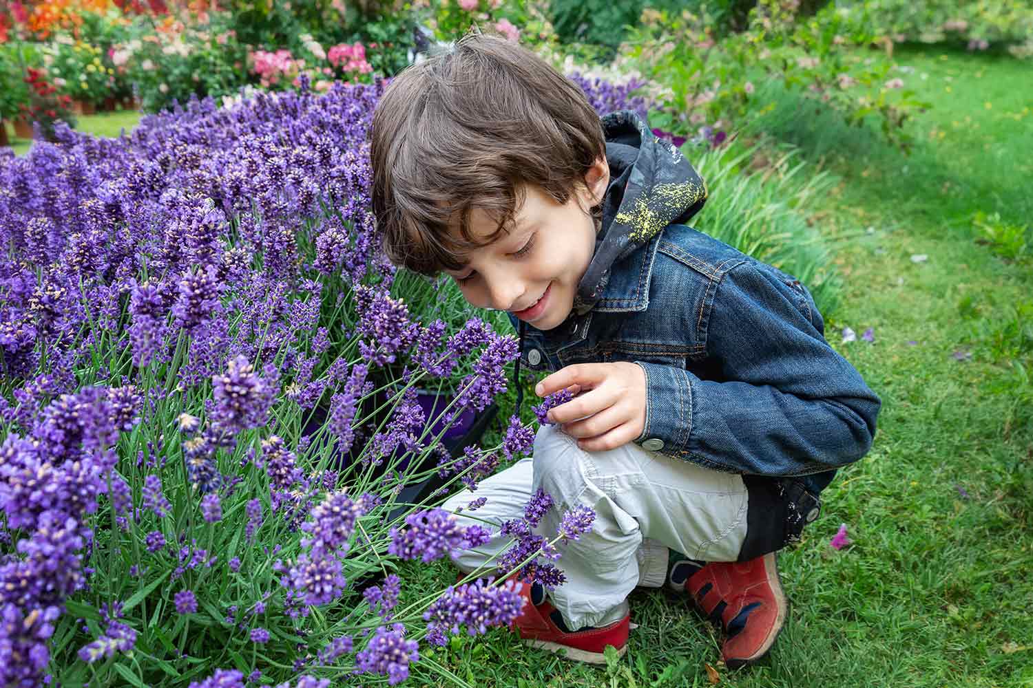 Young child in a denim jacket admiring blooming lavender flowers