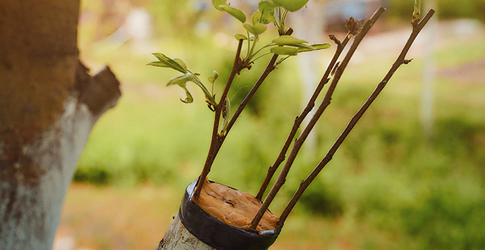 Grafted pear sprigs to an old apple tree with green leaves