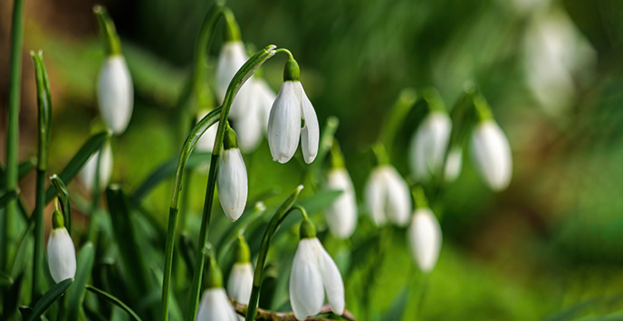 Snowdrops in bloom