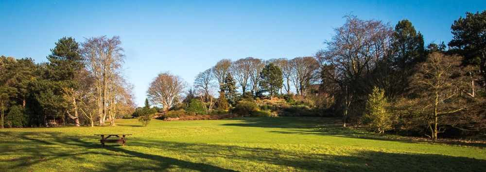 Shafts of sunlight across lawn and trees with bright blue winter sky