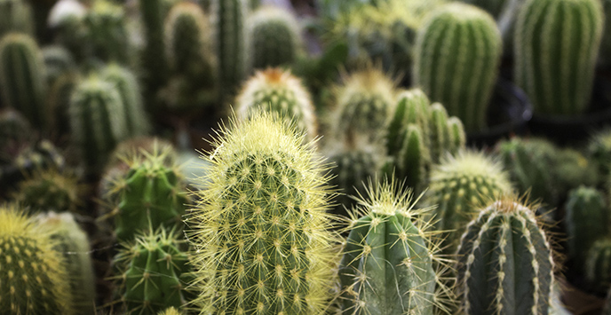 Plants of small cactus in floristeria, nature and decoration.