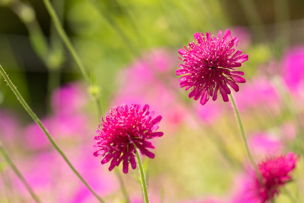 A photo of pink flowers