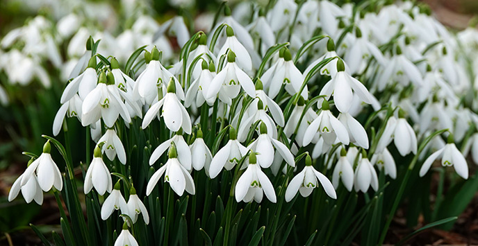 Snowdrops, galanthus nivalis, growing in a winter garden.