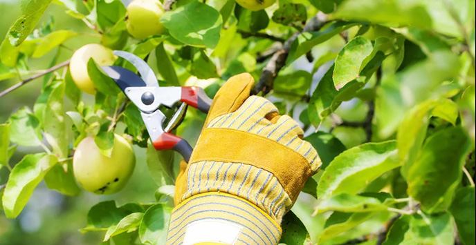 A hand with secateurs pruning fruit.