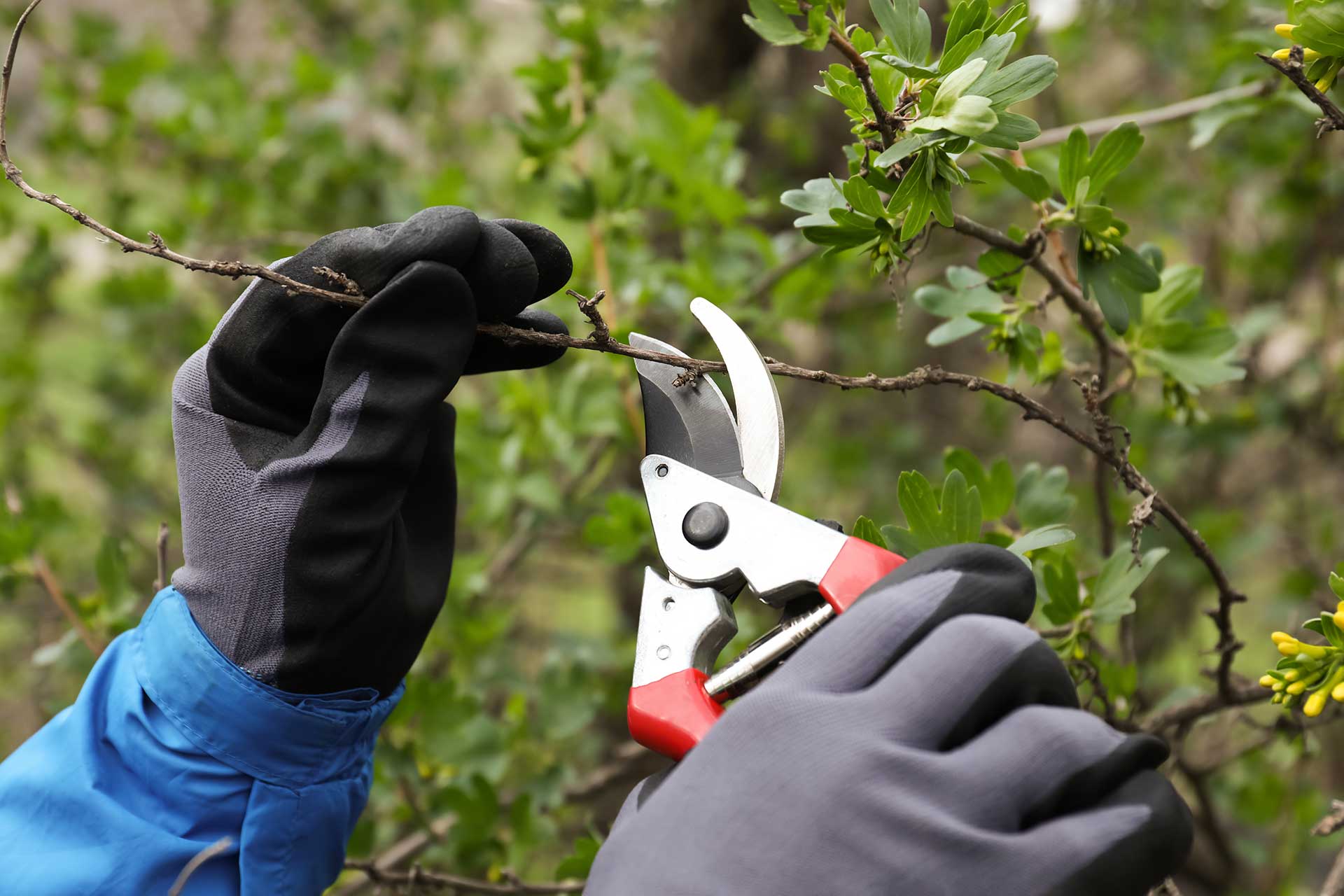 Gardener pruning currant bush with shears