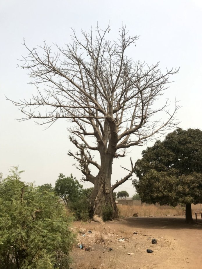 Ritual site at the Baobab tree in Salaga, Ghana