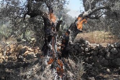 A burning olive tree