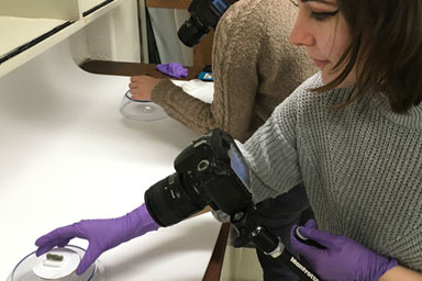 A student photographing an artefact