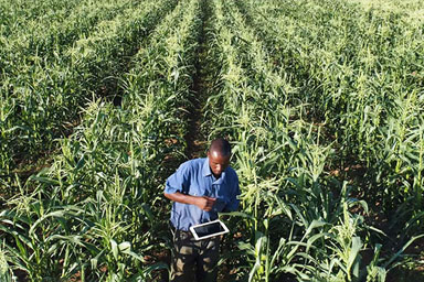 A man in field of crops