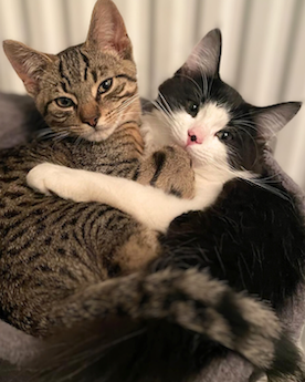 A pair of kittens on a scratching post