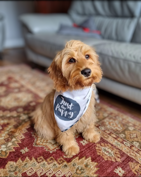 A puppy with a neck scarf sitting on a rug